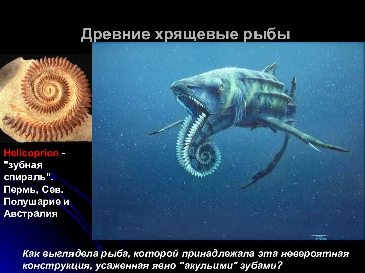 Древние хрящевые рыбы Helicoprion - "зубная спираль". Пермь, Сев. Полушарие и