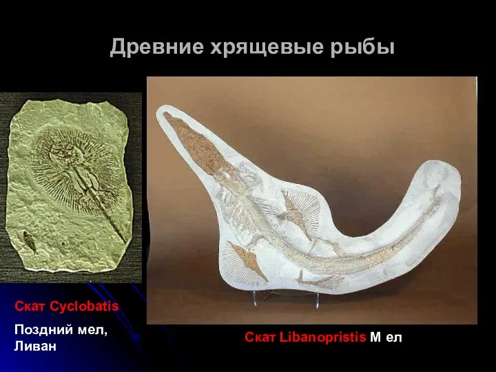 Древние хрящевые рыбы Скат Libanopristis М ел Скат Cyclobatis Поздний мел, Ливан