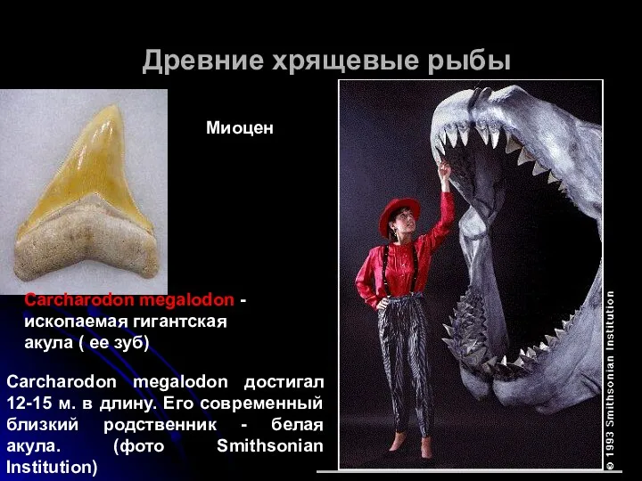 Древние хрящевые рыбы Carcharodon megalodon - ископаемая гигантская акула ( ее