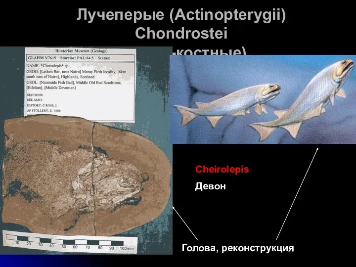 Лучеперые (Actinopterygii) Chondrostei (хряще-костные) Cheirolepis Девон Голова, реконструкция