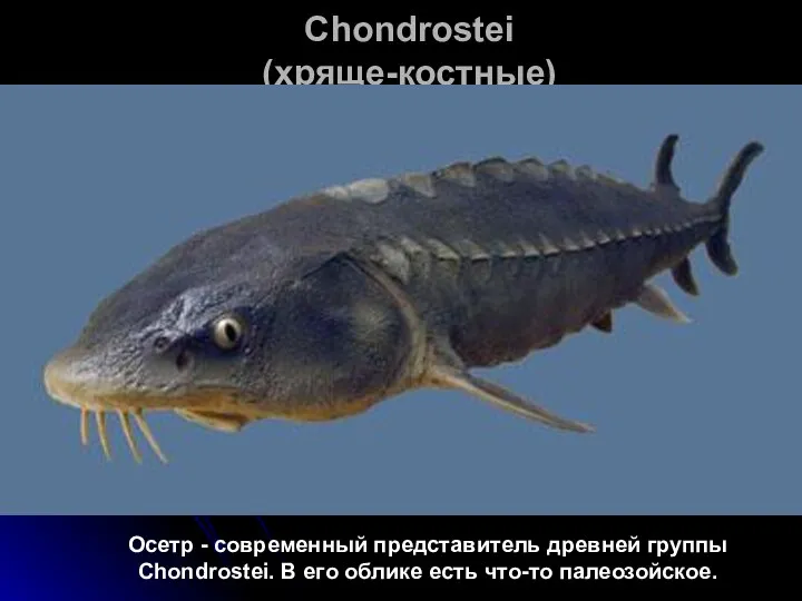 Chondrostei (хряще-костные) Осетр - современный представитель древней группы Chondrostei. В его облике есть что-то палеозойское.