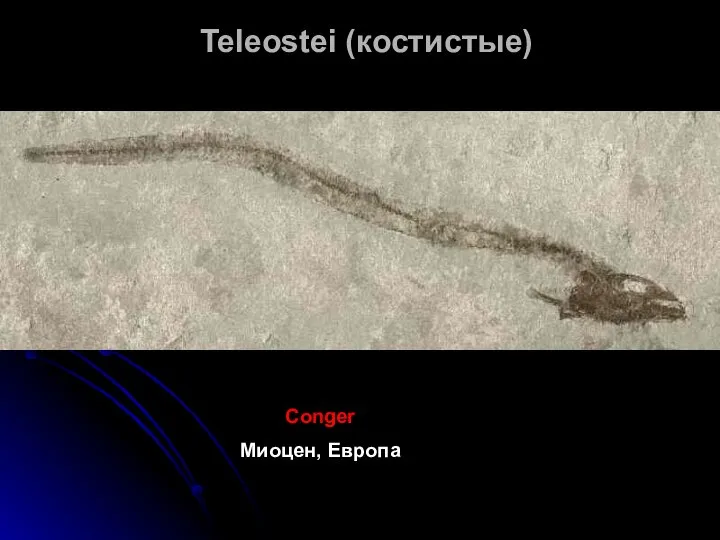 Teleostei (костистые) Conger Миоцен, Европа