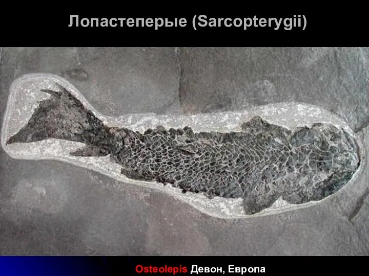 Лопастеперые (Sarcopterygii) Osteolepis Девон, Европа