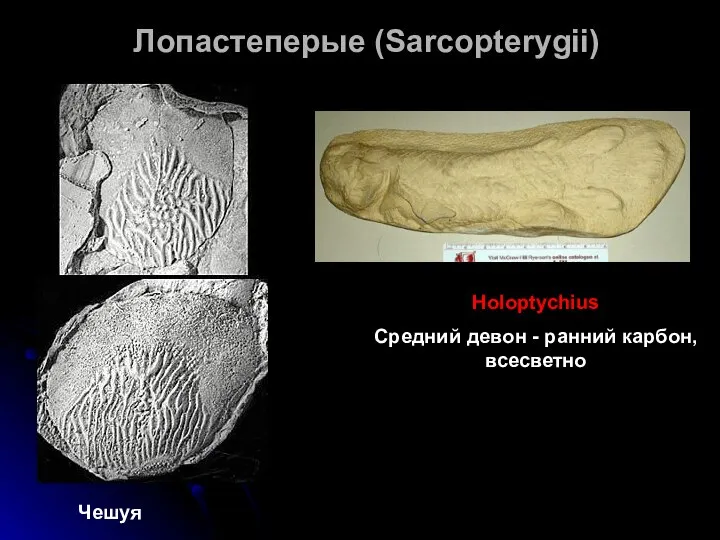 Лопастеперые (Sarcopterygii) Holoptychius Средний девон - ранний карбон, всесветно Чешуя