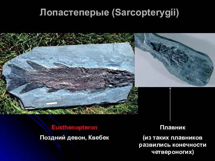 Лопастеперые (Sarcopterygii) Плавник (из таких плавников развились конечности четвероногих) Eusthenopteron Поздний девон, Квебек