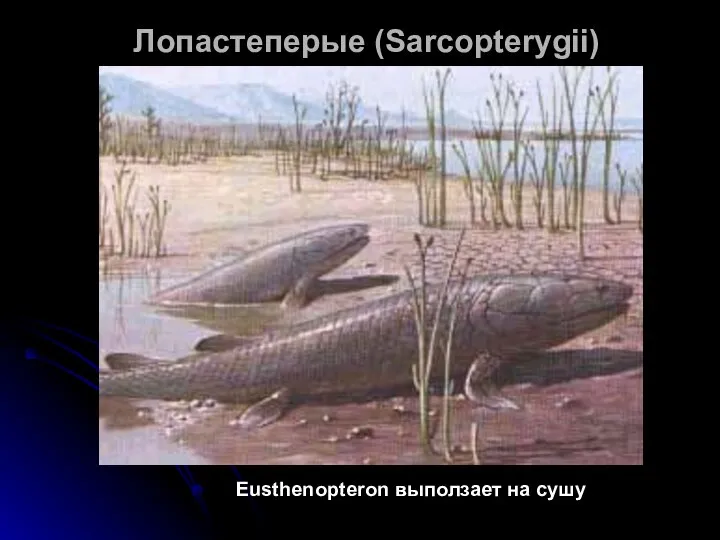 Лопастеперые (Sarcopterygii) Eusthenopteron выползает на сушу