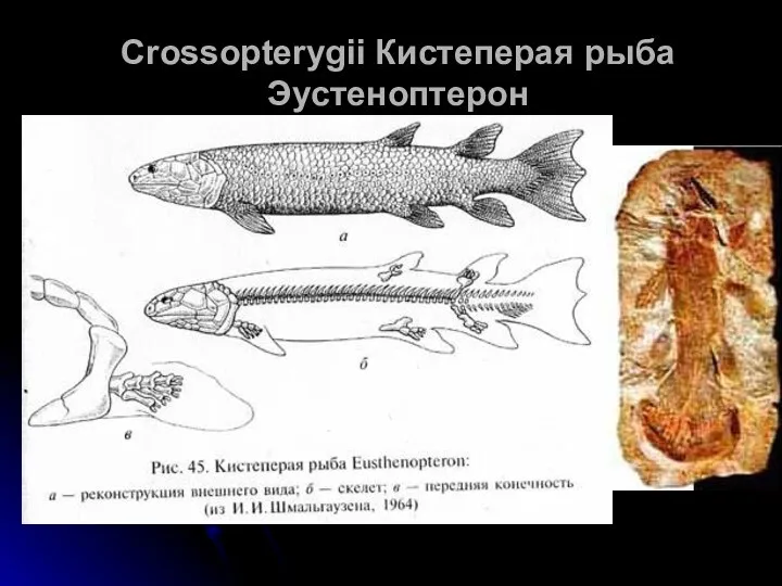 Crossopterygii Кистеперая рыба Эустеноптерон
