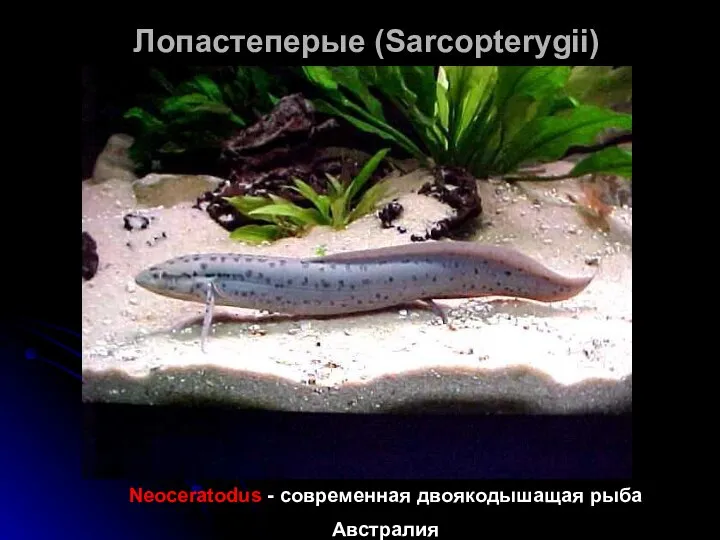 Лопастеперые (Sarcopterygii) Neoceratodus - современная двоякодышащая рыба Австралия