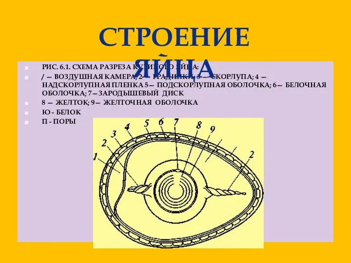 Рис. 6.1. Схема разреза куриного яйца: / — воздушная камера; 2