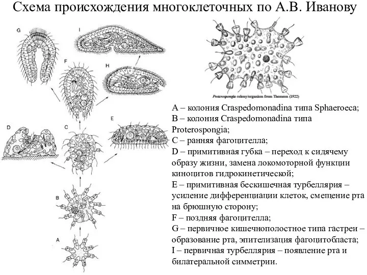 Схема происхождения многоклеточных по А.В. Иванову А – колония Craspedomonadina типа