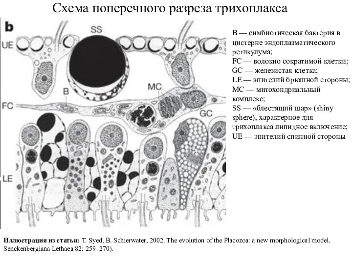 Схема поперечного разреза трихоплакса B — симбиотическая бактерия в цистерне эндоплазматического