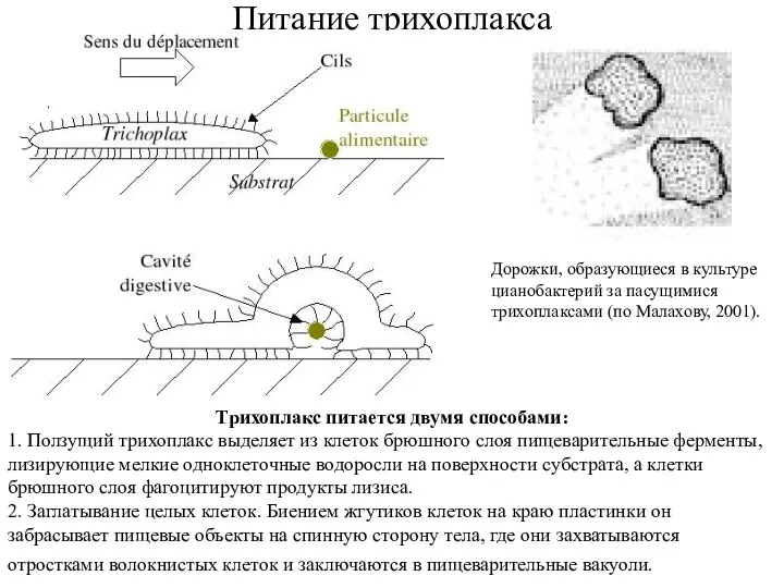 Питание трихоплакса Трихоплакс питается двумя способами: 1. Ползущий трихоплакс выделяет из