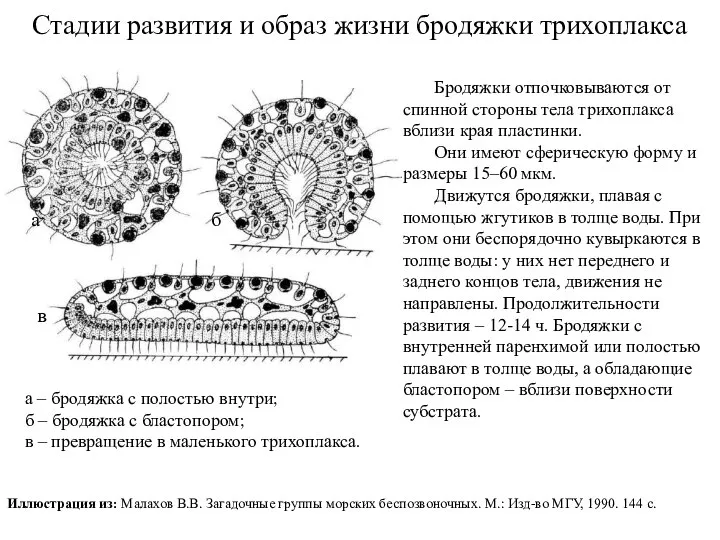 Стадии развития и образ жизни бродяжки трихоплакса а – бродяжка с