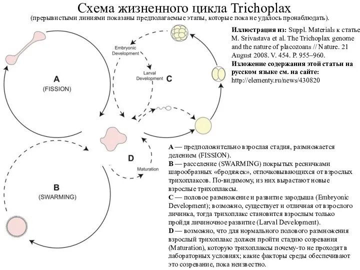 Схема жизненного цикла Trichoplax A — предположительно взрослая стадия, размножается делением