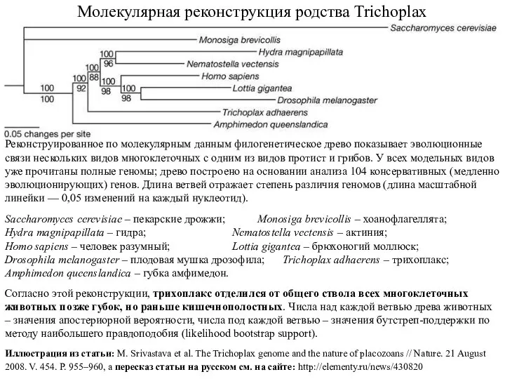 Молекулярная реконструкция родства Trichoplax Реконструированное по молекулярным данным филогенетическое древо показывает