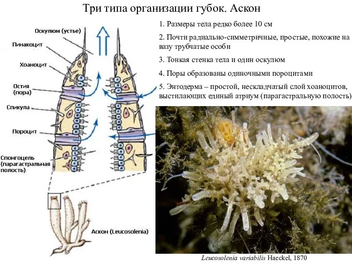 Три типа организации губок. Аскон 1. Размеры тела редко более 10