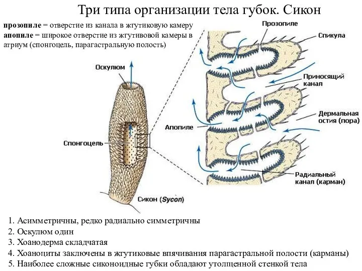 Три типа организации тела губок. Сикон 1. Асимметричны, редко радиально симметричны