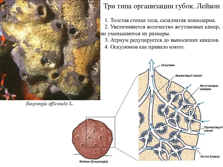 Три типа организации губок. Лейкон 1. Толстая стенка тела, складчатая хоанодерма.