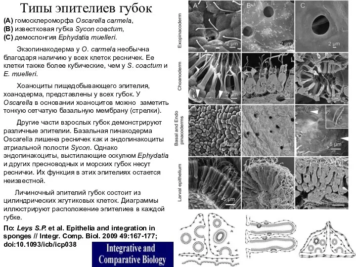 Типы эпителиев губок (A) гомосклероморфа Oscarella carmela, (B) известковая губка Sycon