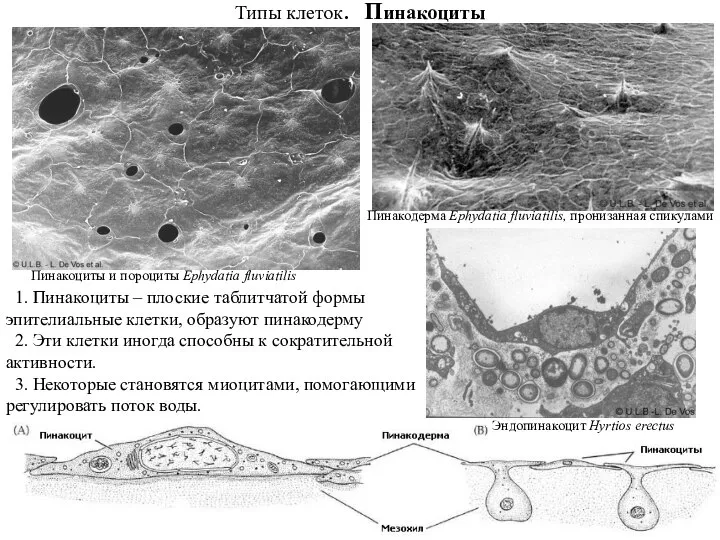 Типы клеток. Пинакоциты Пинакоциты и пороциты Ephydatia fluviatilis Пинакодерма Ephydatia fluviatilis,