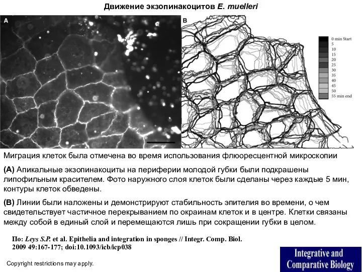 Движение экзопинакоцитов E. muelleri Copyright restrictions may apply. По: Leys S.P.
