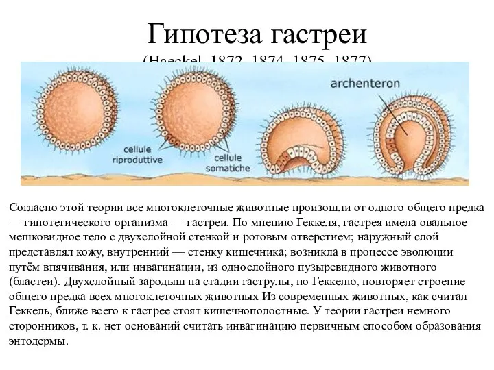 Гипотеза гастреи (Haeckel, 1872, 1874, 1875, 1877) Согласно этой теории все