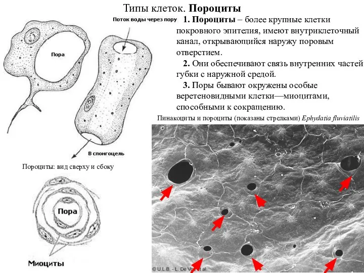 Типы клеток. Пороциты Пинакоциты и пороциты (показаны стрелками) Ephydatia fluviatilis Пороциты: