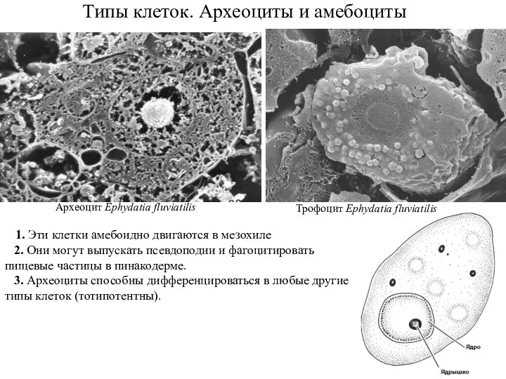 Типы клеток. Археоциты и амебоциты 1. Эти клетки амебоидно двигаются в