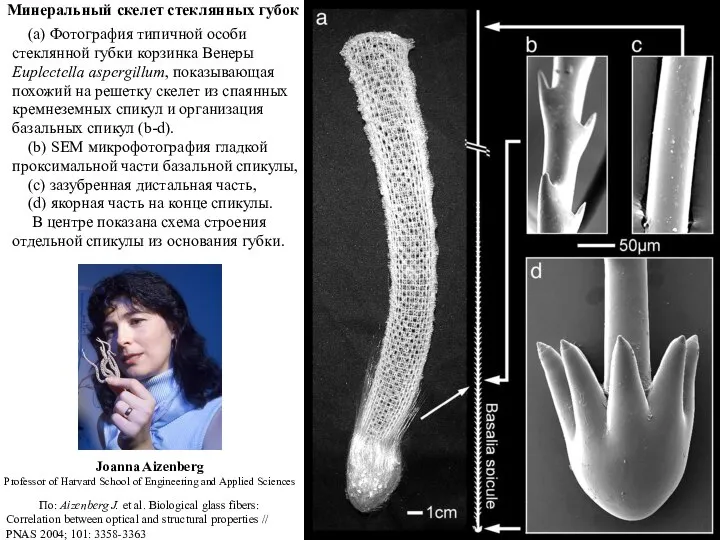 Минеральный скелет стеклянных губок (a) Фотография типичной особи стеклянной губки корзинка