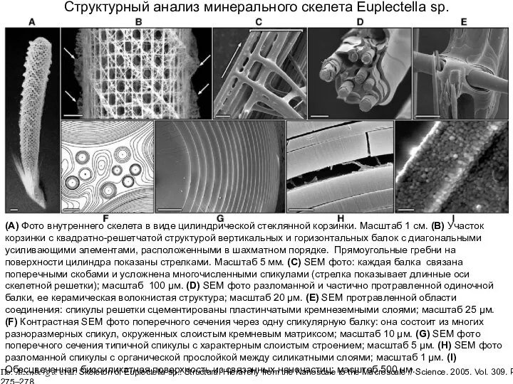 Структурный анализ минерального скелета Euplectella sp. (A) Фото внутреннего скелета в