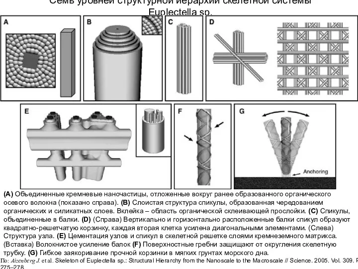 Семь уровней структурной иерархии скелетной системы Euplectella sp. (A) Объединенные кремневые