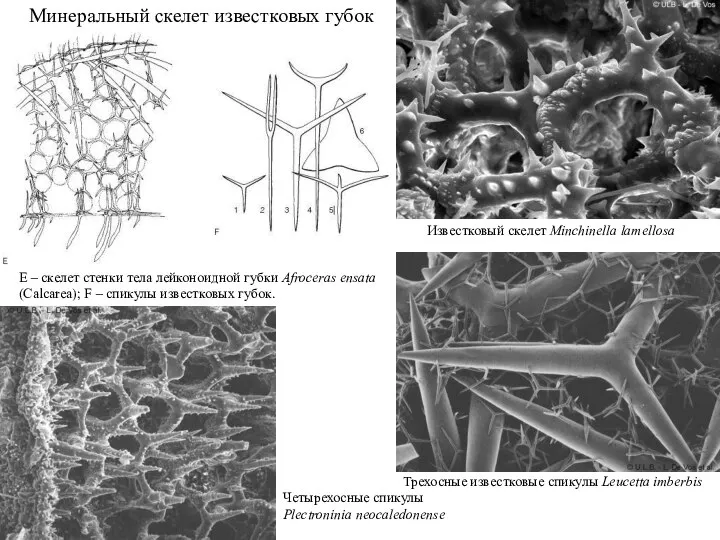Минеральный скелет известковых губок E – скелет стенки тела лейконоидной губки