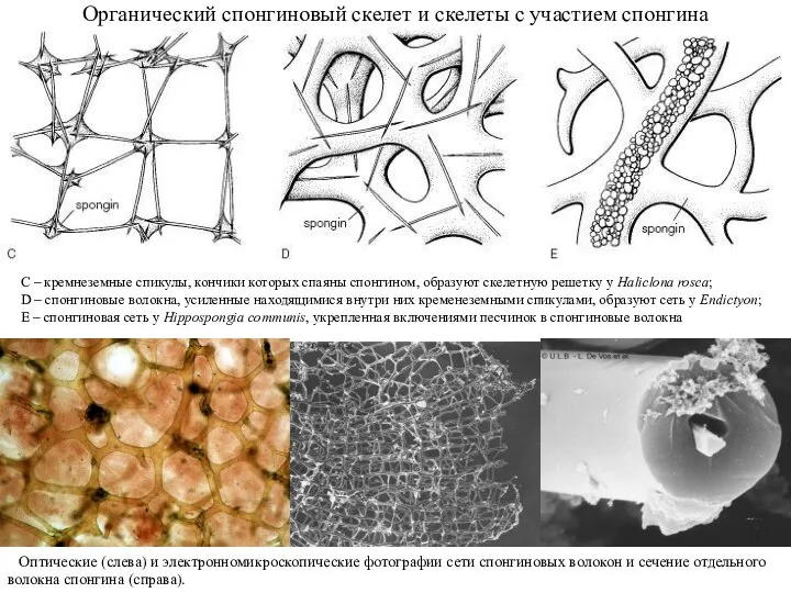 Органический спонгиновый скелет и скелеты с участием спонгина С – кремнеземные