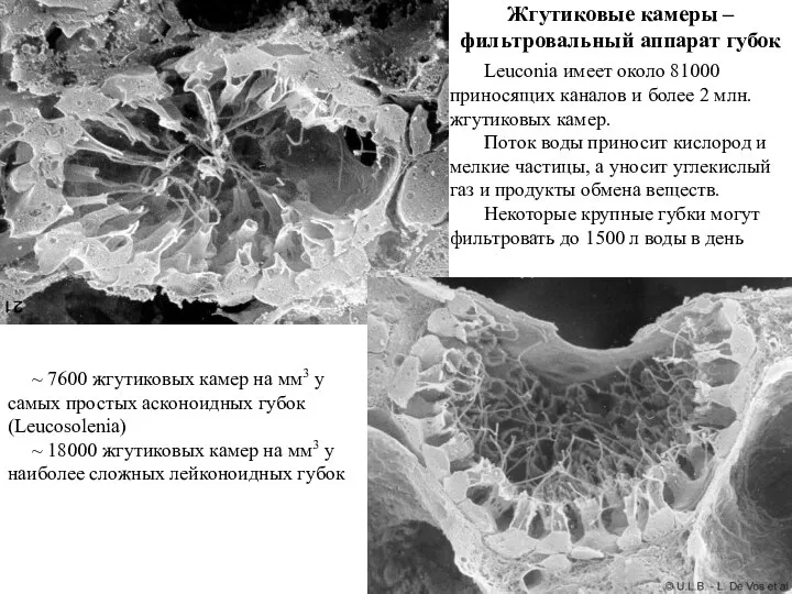 Жгутиковые камеры – фильтровальный аппарат губок ~ 7600 жгутиковых камер на