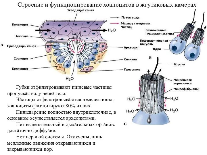 Строение и функционирование хоаноцитов в жгутиковых камерах Губки отфильтровывают пищевые частицы