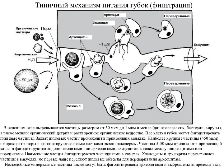 Типичный механизм питания губок (фильтрация) В основном отфильтровываются частицы размером от