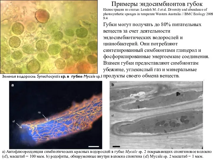Примеры эндосимбионтов губок a) Автофлюоресценция симбиотических красных водорослей в губке Mycale