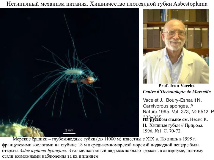 Нетипичный механизм питания. Хищничество плотоядной губки Asbestopluma Морские ёршики – глубоководные