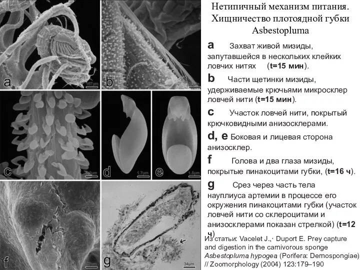 Нетипичный механизм питания. Хищничество плотоядной губки Asbestopluma a Захват живой мизиды,