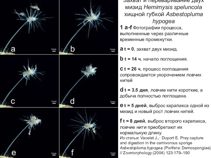 Захват и переваривание двух мизид Hemimysis speluncola хищной губкой Asbestopluma hypogea