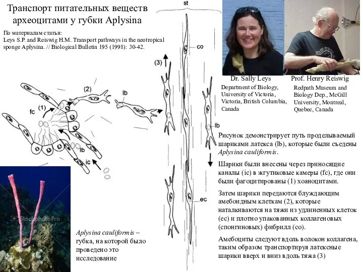 Транспорт питательных веществ археоцитами у губки Aplysina По материалам статьи: Leys