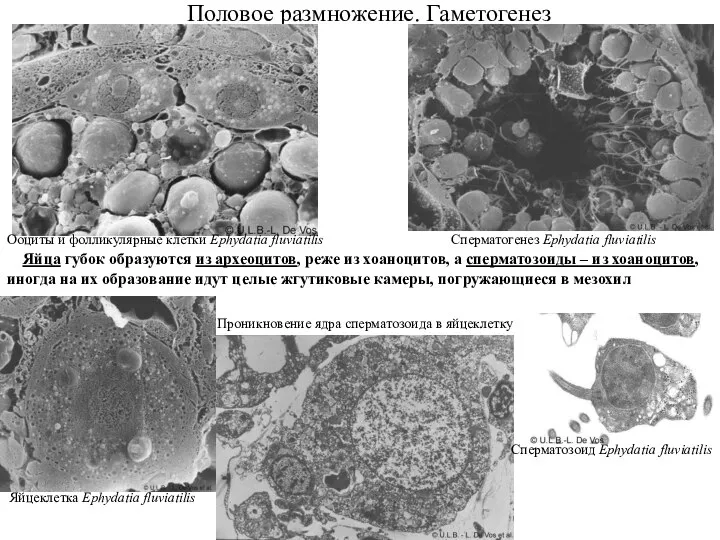 Половое размножение. Гаметогенез Ооциты и фолликулярные клетки Ephydatia fluviatilis Яйцеклетка Ephydatia