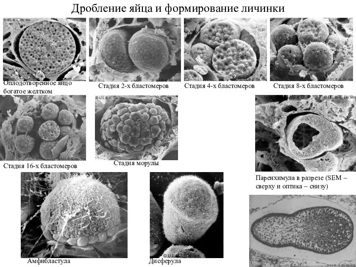 Дробление яйца и формирование личинки Оплодотворенное яйцо богатое желтком Стадия 2-х