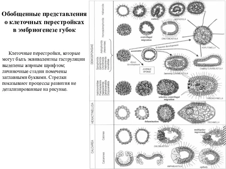 Обобщенные представления о клеточных перестройках в эмбриогенезе губок Клеточные перестройки, которые