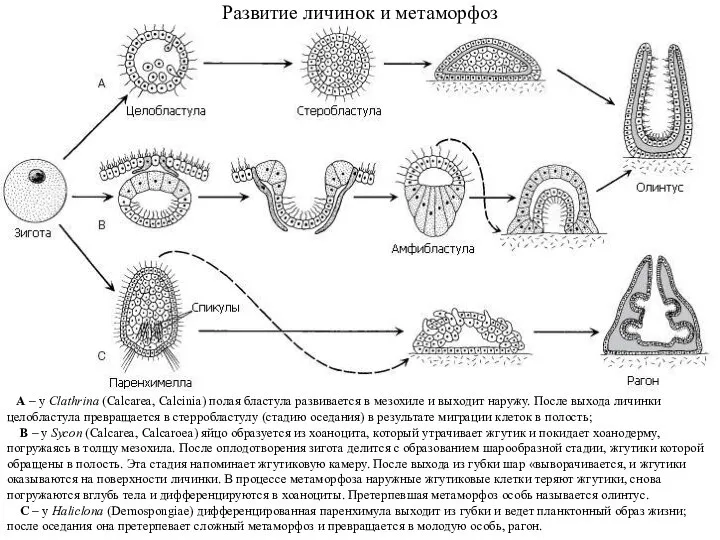 Развитие личинок и метаморфоз А – у Clathrina (Calcarea, Calcinia) полая