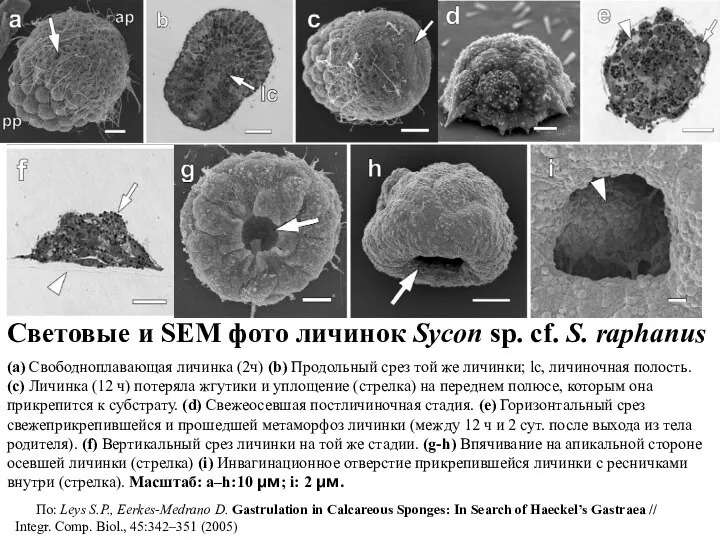 Световые и SEM фото Sycon sp. cf. S. raphanus. Световые и