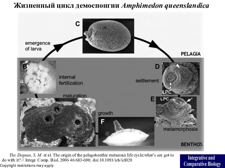 Жизненный цикл демоспонгии Amphimedon queenslandica Copyright restrictions may apply. По: Degnan,