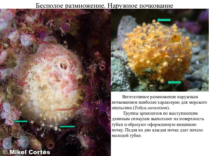 Бесполое размножение. Наружное почкование Вегетативное размножение наружным почкованием наиболее характерно для