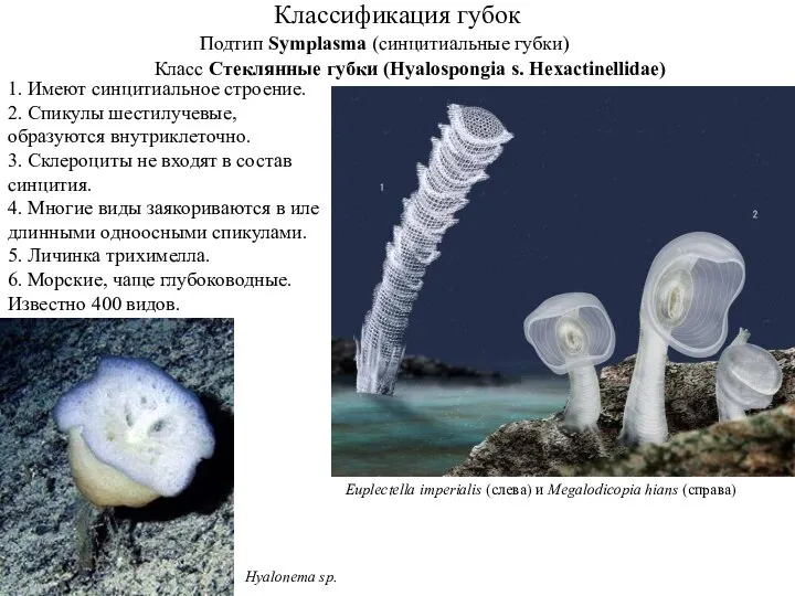 Классификация губок Подтип Symplasma (синцитиальные губки) Класс Стеклянные губки (Hyalospongia s.