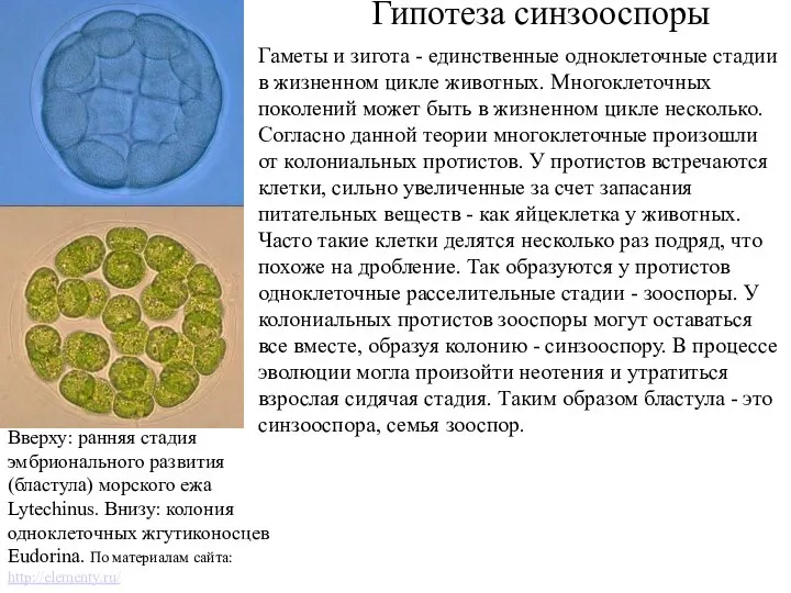 Вверху: ранняя стадия эмбрионального развития (бластула) морского ежа Lytechinus. Внизу: колония